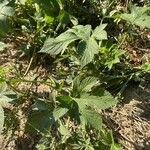 Humulus scandens Leaf