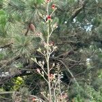 Scrophularia californica Flower