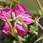 Geranium psilostemon Flor
