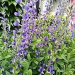 Baptisia australis (L.) R.Br.Flower