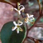 Stenocarpus tremuloides Blüte