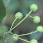 Faramea occidentalis Плод