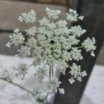 Daucus carota Virág