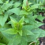 Campanula latifolia ഇല