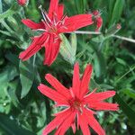 Silene laciniata ᱵᱟᱦᱟ