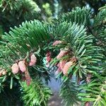 Abies alba ফুল