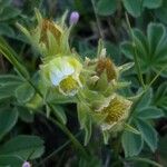 Potentilla nivalis Virág