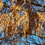 Taxodium distichum برگ