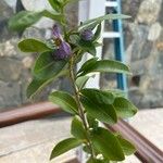 Solanum seaforthianum पत्ता