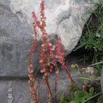 Oxyria digyna ফল