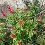 Salvia darcyi Flor