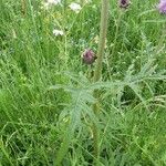 Cirsium rivulare Likasa