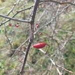 Rosa dumalis Fruit