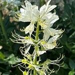 Dictamnus albus Λουλούδι