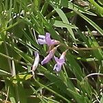 Vicia parviflora 花
