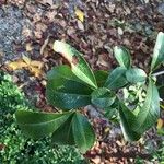 Pyracantha fortuneana Leaf