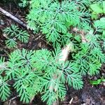 Dicentra canadensis Blatt