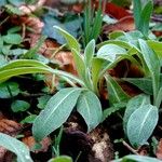 Cyanus triumfettii Leaf
