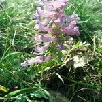 Corydalis solida Λουλούδι