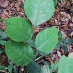 Dialium dinklagei Hoja