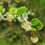 Betula nana Leaf