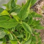 Forsythia viridissima Leaf