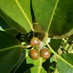 Ficus rubiginosa Plod
