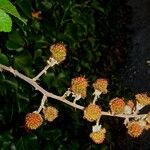 Rubus ulmifolius Fruit