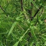 Cirsium ferox Leaf