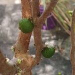 Plinia cauliflora Фрукт