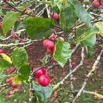 Malus hupehensis Leaf