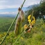 Crotalaria laburnifolia Fruit