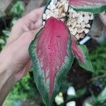 Caladium bicolor Листок
