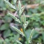 Lolium multiflorum Flower