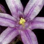Dichelostemma multiflorum 花