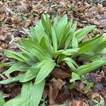 Allium tricoccum Feuille