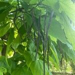Catalpa speciosa Φρούτο