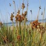 Juncus acutus Flower