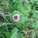 Mentha arvensis 花