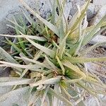 Aloe officinalisبرگ