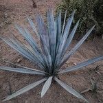 Agave tequilanaHabitus