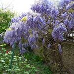 Wisteria sinensis Buveinė