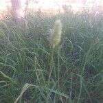 Phalaris minor 葉