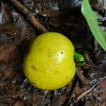Psidium acutangulum Fruit