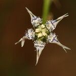 Nigella nigellastrum Blüte