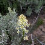 Toxicoscordion paniculatum 花