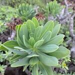 Euphorbia balsamifera Fuelha