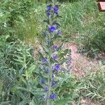 Echium vulgareKvět