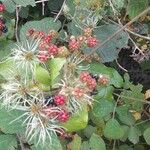 Rubus fruticosusFuelha