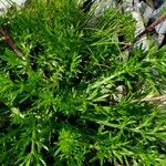 Achillea atrata Leaf